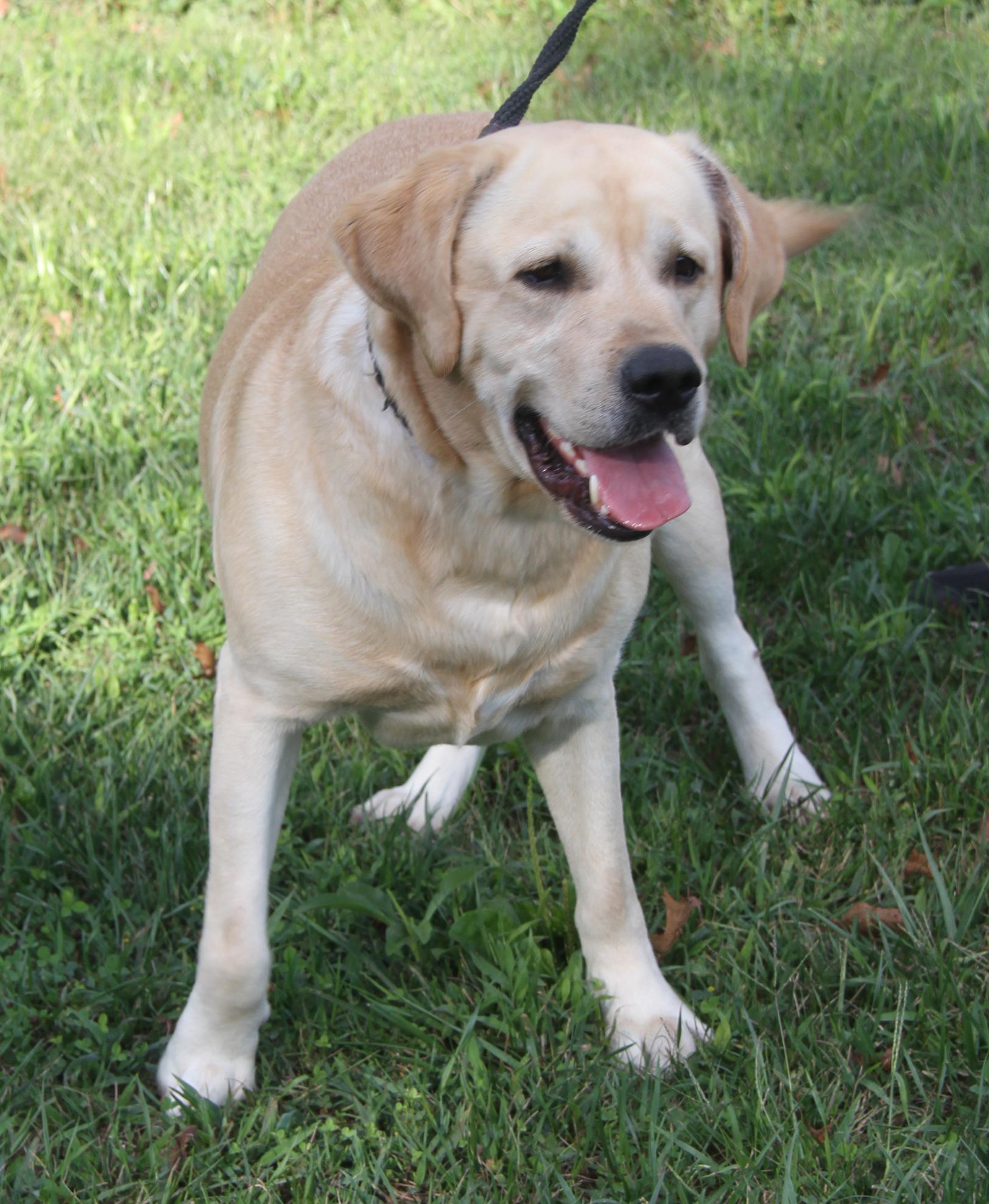 Arlo (Neutered) (Photos 9/28/2025) (Bonded Pair w/Steven)