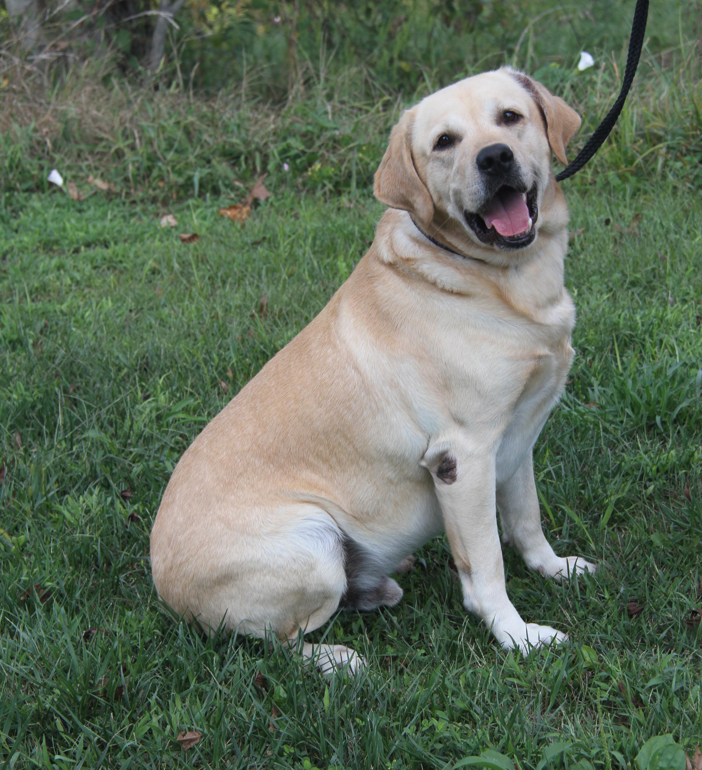 Arlo (Neutered) (Photos 9/28/2025) (Bonded Pair w/Steven)
