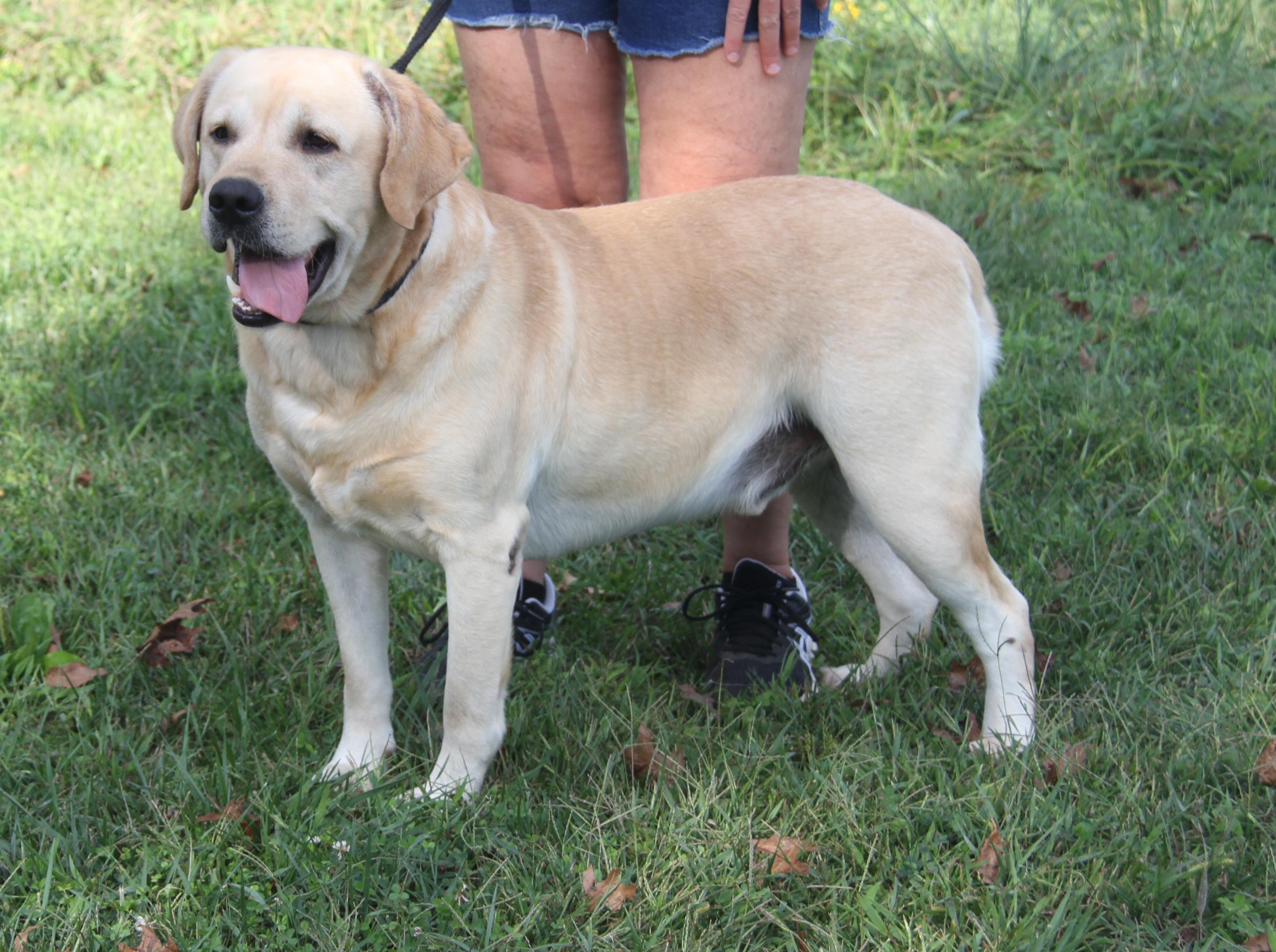 Arlo (Neutered) (Photos 9/28/2025) (Bonded Pair w/Steven)