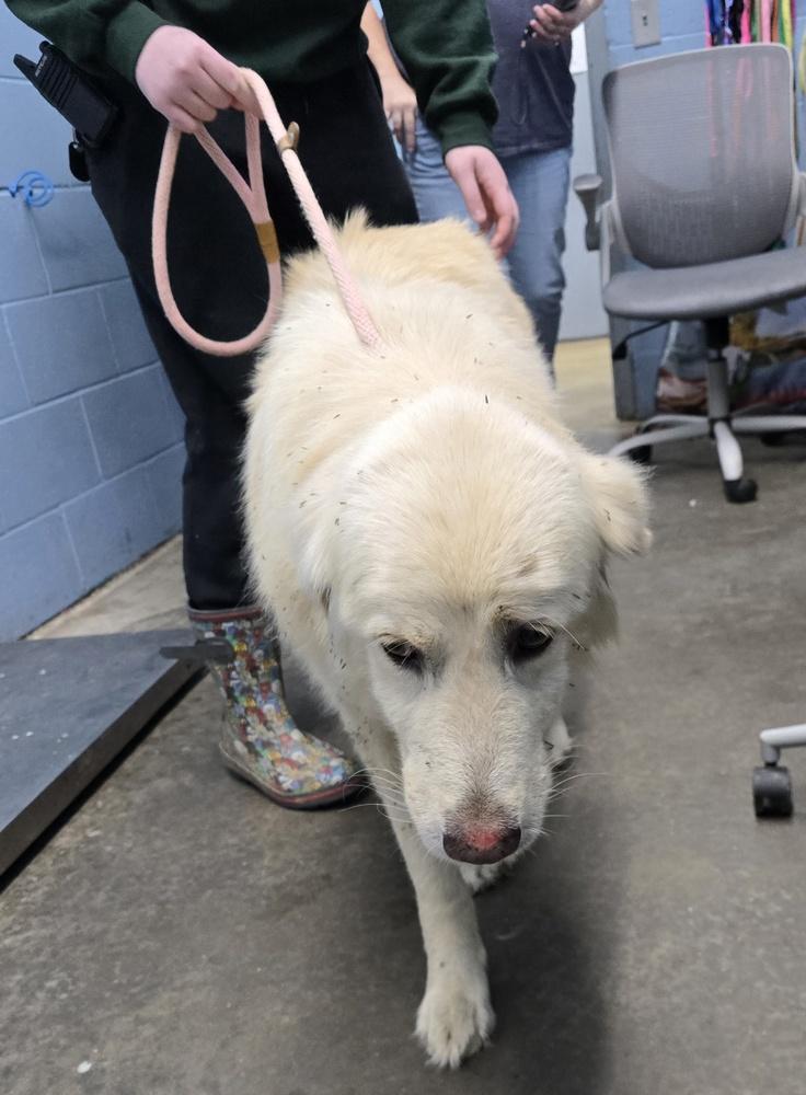 Betty White, Adopted, Adult Female Great Pyrenees.