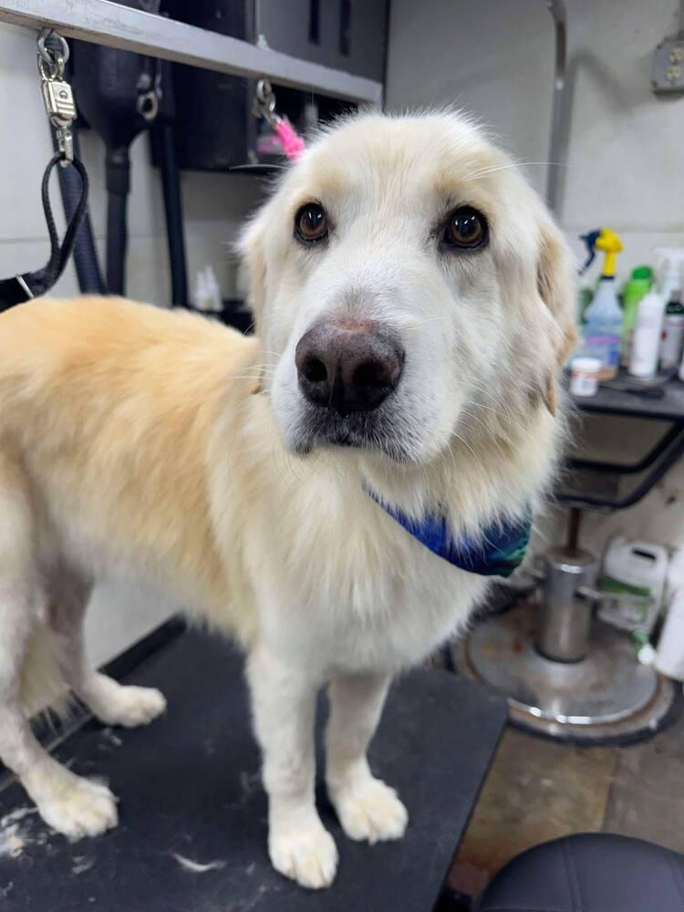 Enlarge Betty White, a Adopted mixed breed in Evansville, IN image 2/3