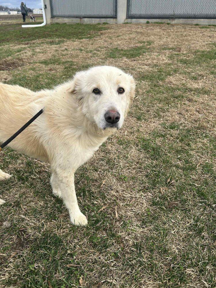 Enlarge Betty White, a Adopted mixed breed in Evansville, IN image 3/3