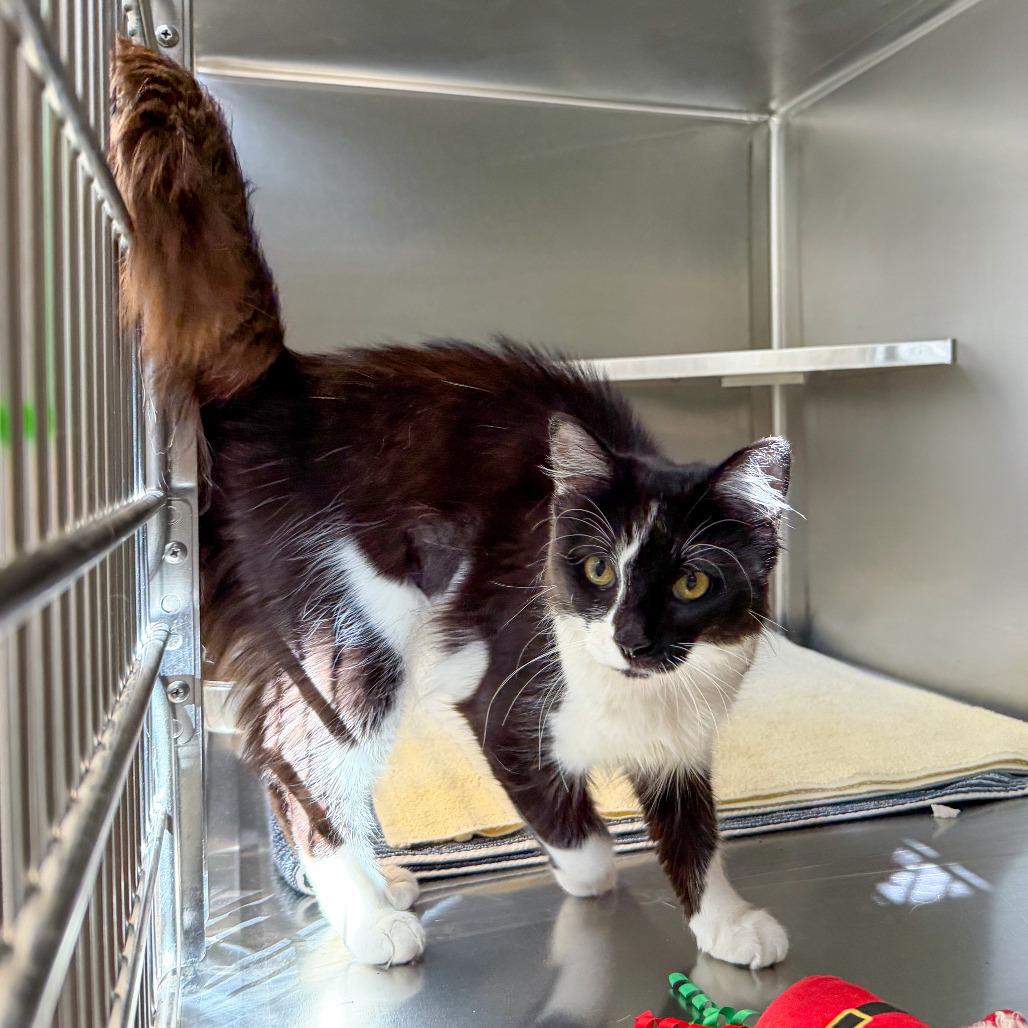 Esmerelda, Adoptable, Young Female Domestic Medium Hair.