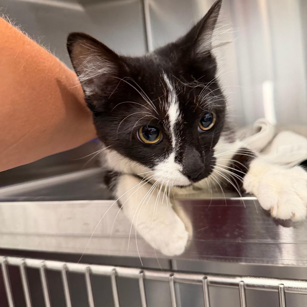 Enlarge Esmerelda, a Adoptable Domestic Medium Hair in Scituate, MA image 2/2