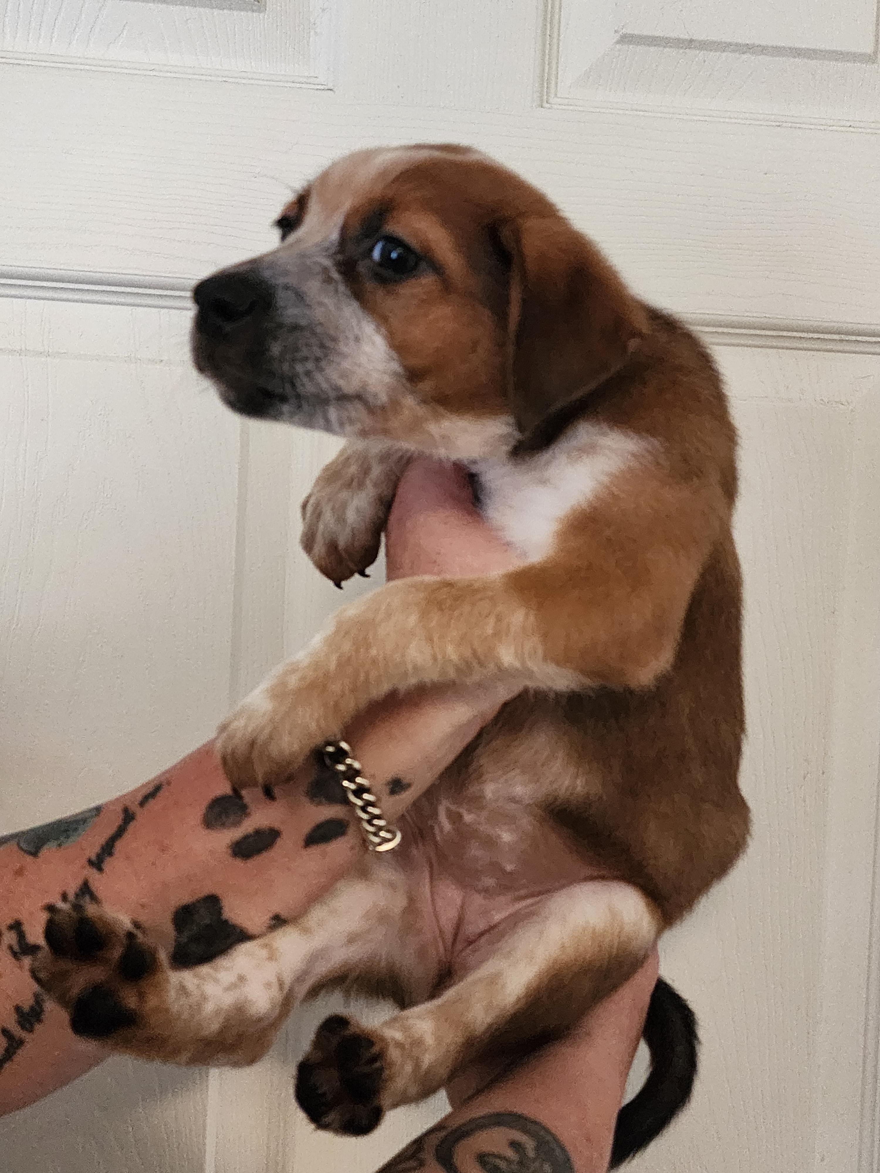 Enlarge Cocoa Mocha - FL, a Adopted mixed breed in Jacksonville, FL image 1/4