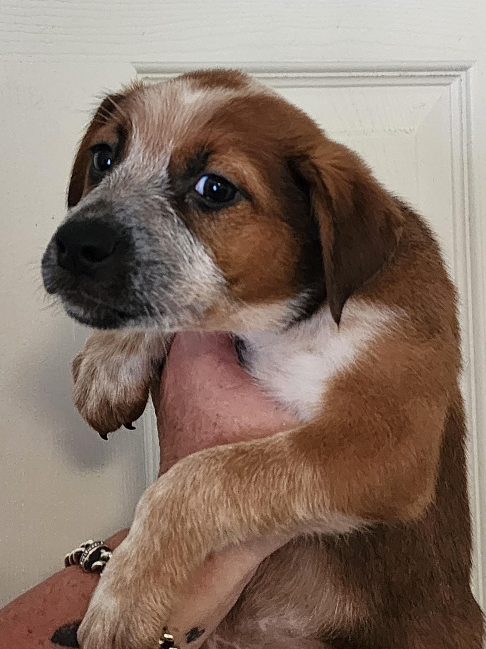 Enlarge Cocoa Mocha - FL, a Adopted mixed breed in Jacksonville, FL image 3/4