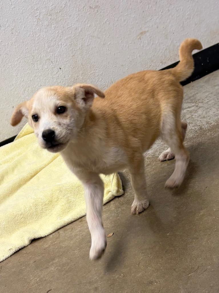 Dash, Adoptable, Puppy Male Labrador Retriever & Mixed Breed.