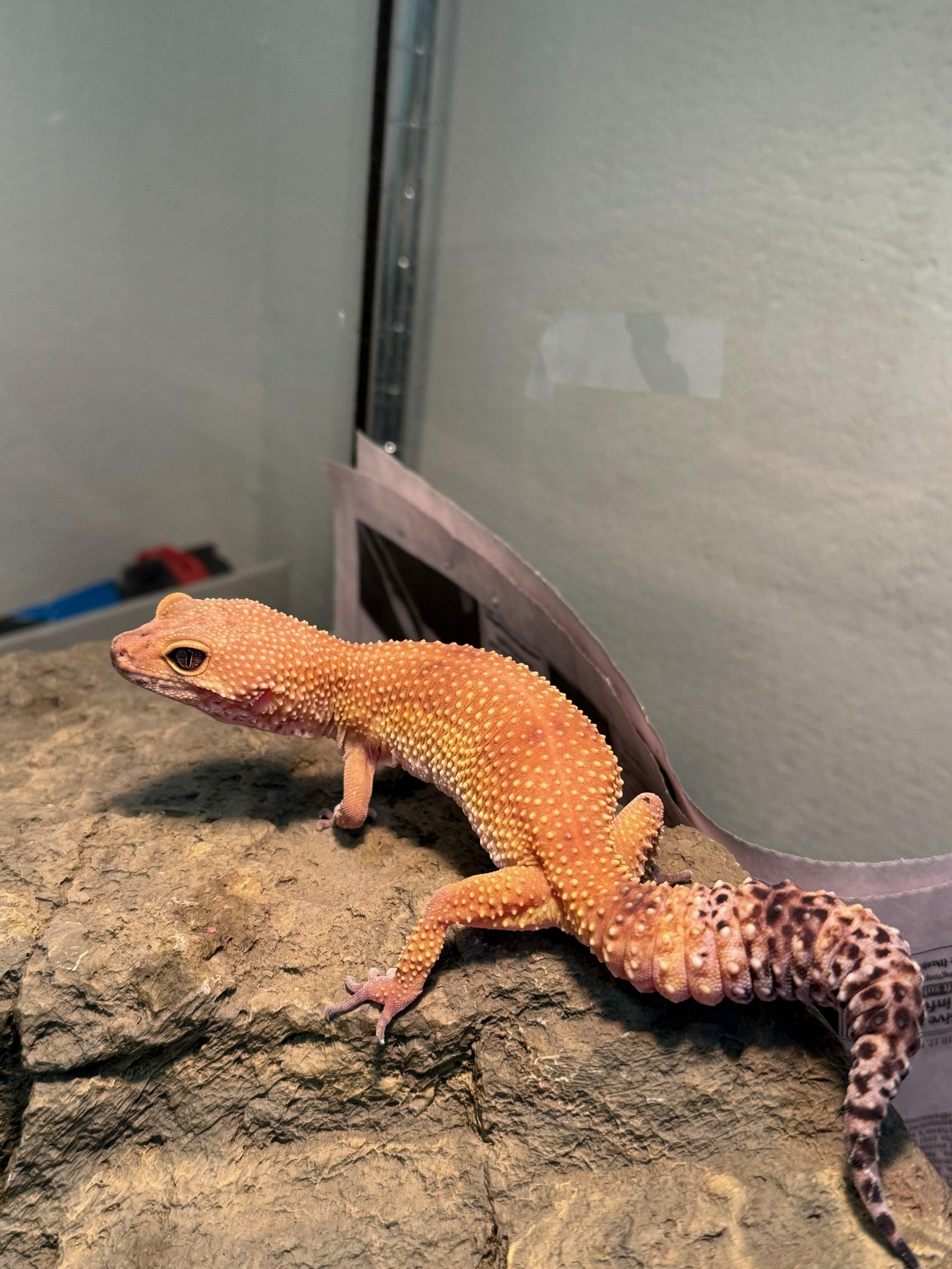 Enlarge Rocky (ID 50474/664), a ADOPTABLE Gecko in Manassas, VA image 1/1