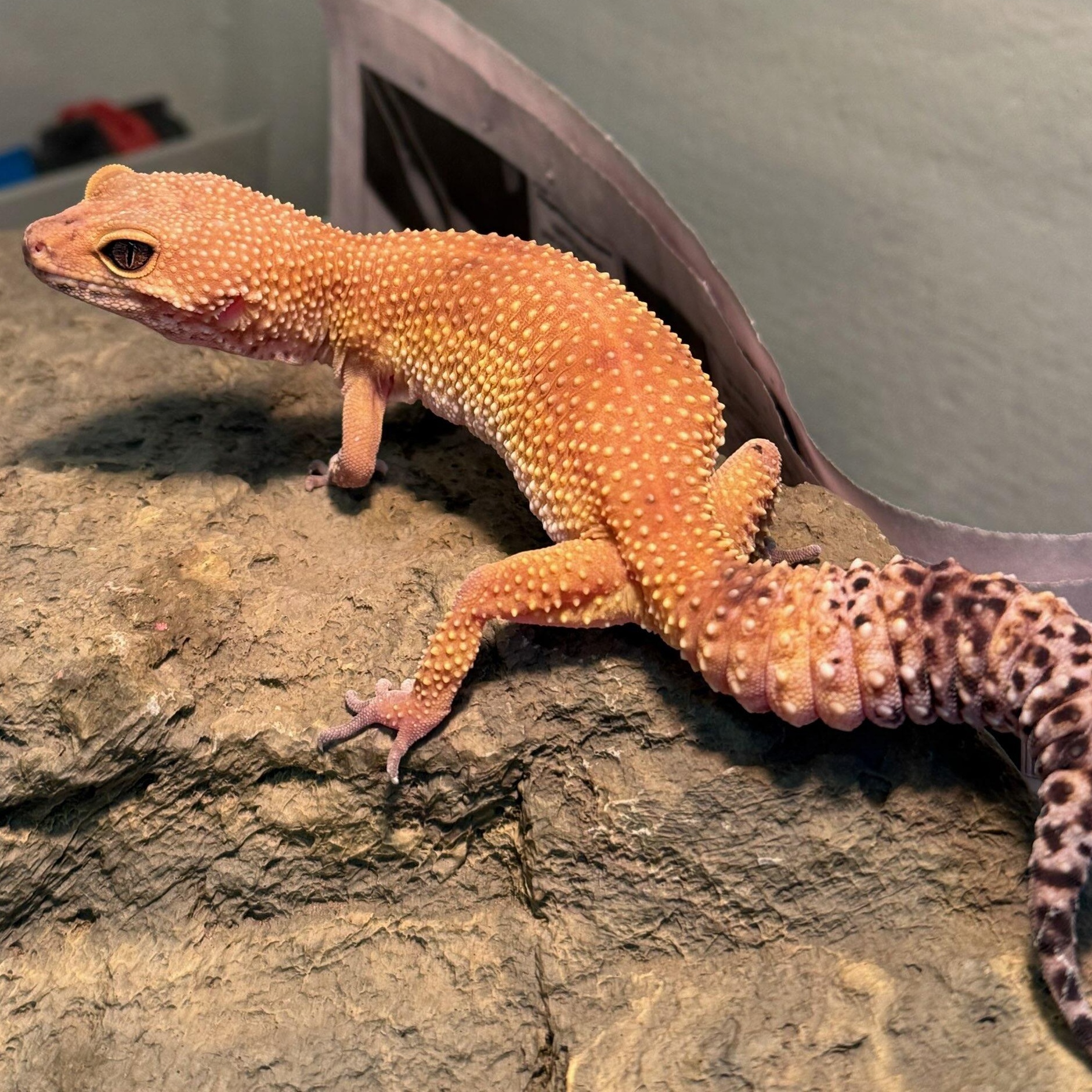 Enlarge Rocky (ID 50474/664), an adopted Gecko in Manassas, VA image 1/1