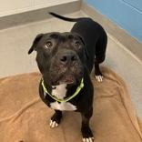 Enlarge Raven, a Adoptable Mixed Breed in Hilliard, OH image 3/3