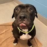 Enlarge Raven, a Adoptable Mixed Breed in Hilliard, OH image 2/3