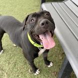 Enlarge Raven, a Adoptable Mixed Breed in Hilliard, OH image 1/3