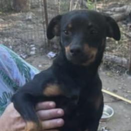 Enlarge Waylon, a Adoptable mixed breed in Collierville, TN image 1/1