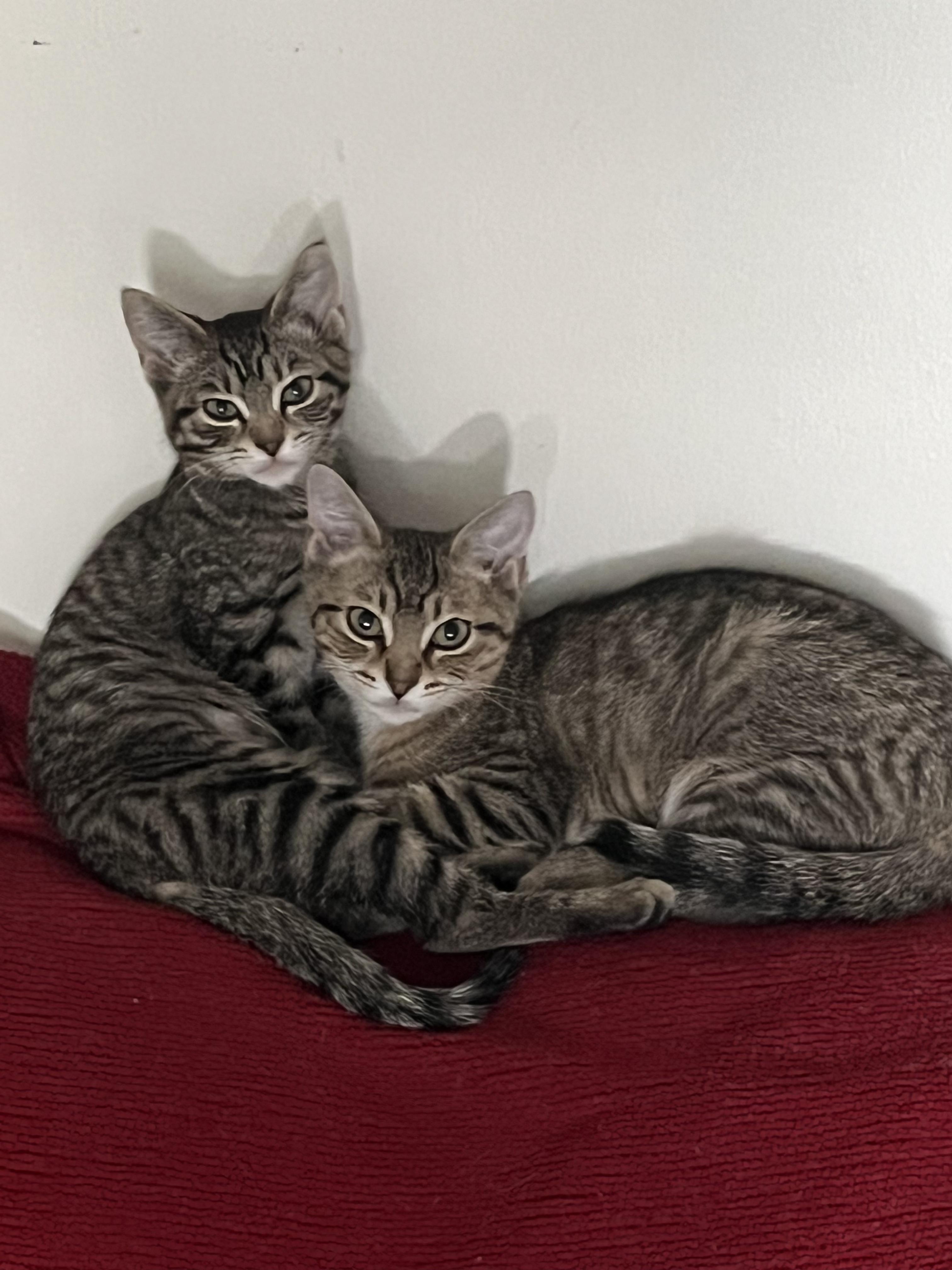 Spidey, Adoptable, Kitten Male Domestic Short Hair.