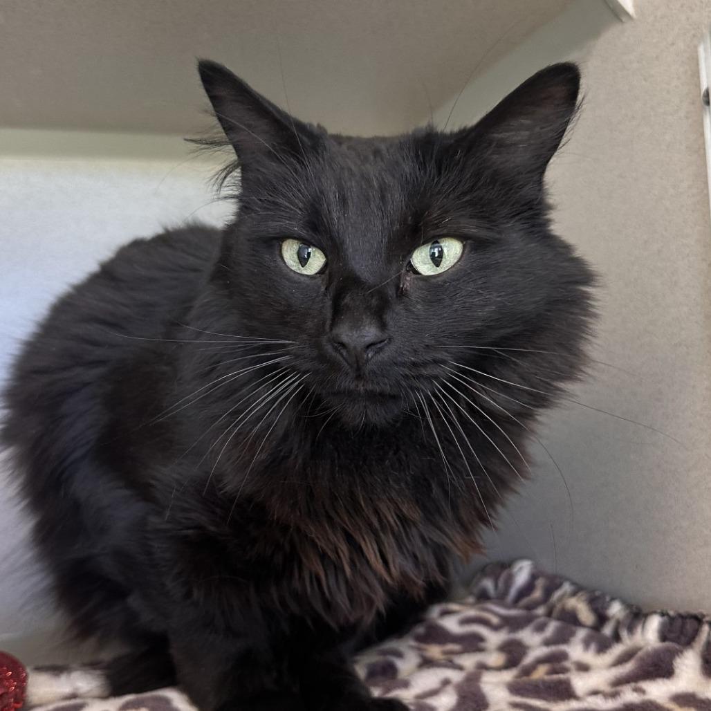 Enlarge Nia, a Adoptable mixed breed in Reno, NV image 1/5