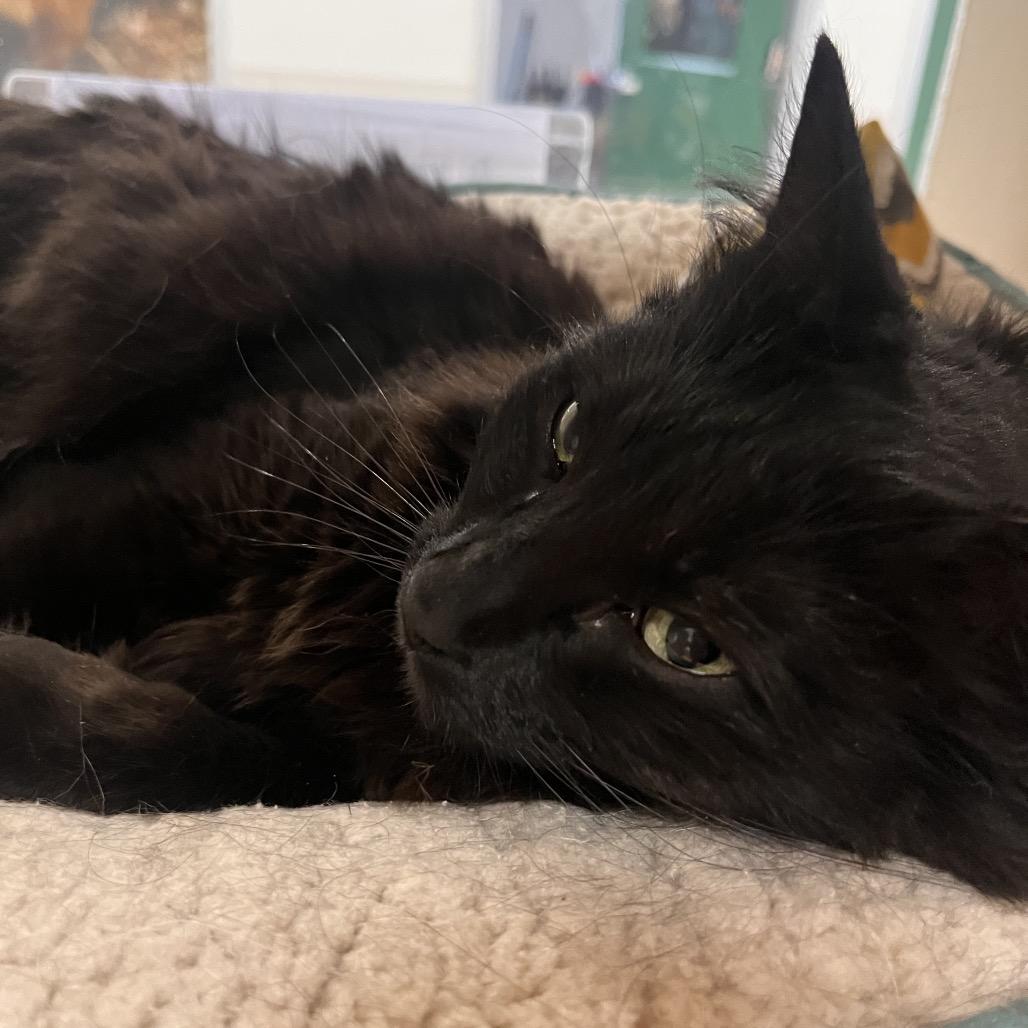 Enlarge Nia, a Adoptable mixed breed in Reno, NV image 2/5