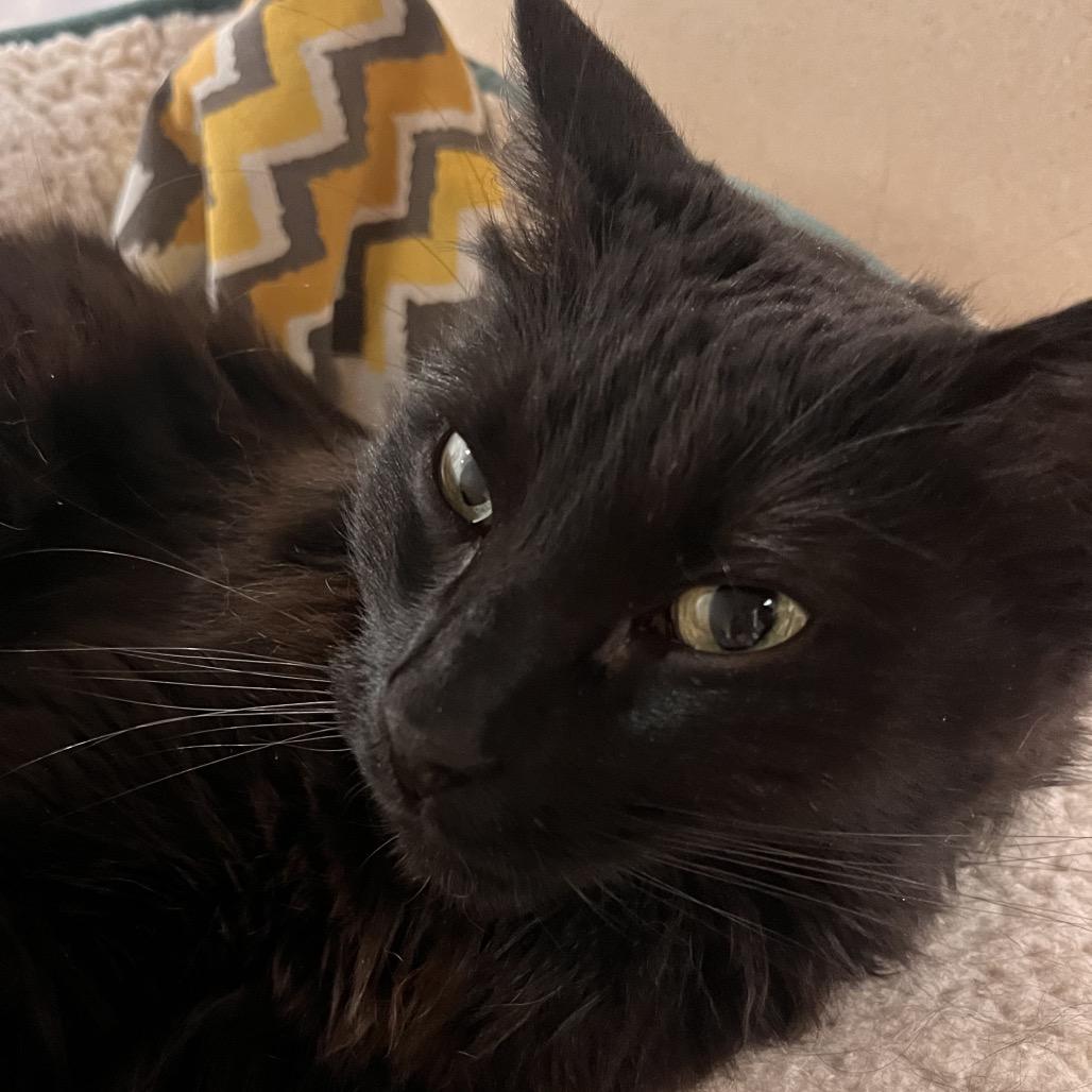 Enlarge Nia, a Adoptable mixed breed in Reno, NV image 3/5