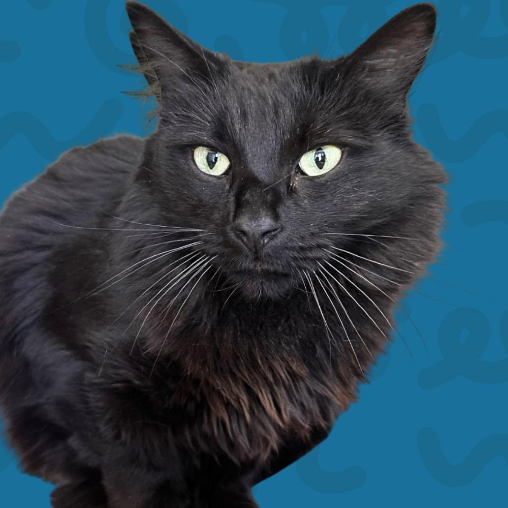 Enlarge Nia, a Adoptable mixed breed in Reno, NV image 4/5