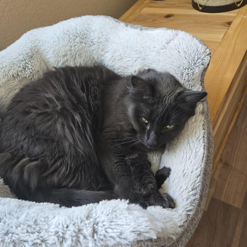 Enlarge Nia, a Adoptable mixed breed in Reno, NV image 5/5