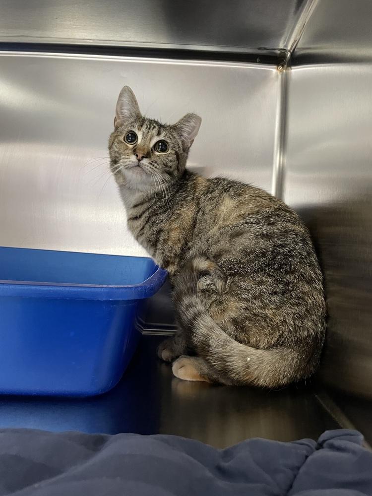 Enlarge Jam, a Adoptable Domestic Short Hair in Ferndale, MI image 1/6