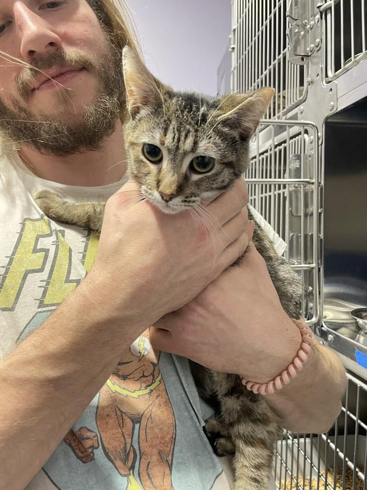 Enlarge Jam, a Adoptable Domestic Short Hair in Ferndale, MI image 2/6