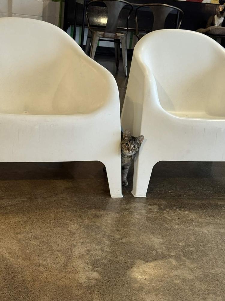 Enlarge Jam, a Adoptable Domestic Short Hair in Ferndale, MI image 3/6