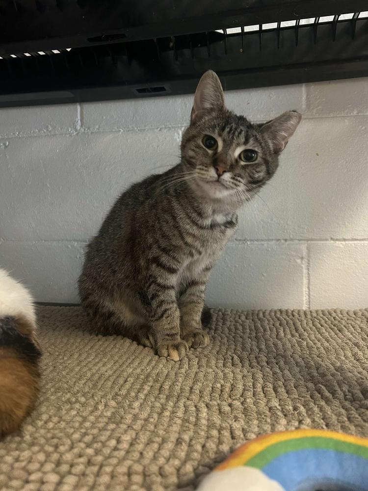 Enlarge Jam, a Adoptable Domestic Short Hair in Ferndale, MI image 6/6