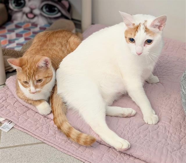 MAMA KITTY, Adoptable, Adult Female Domestic Short Hair.