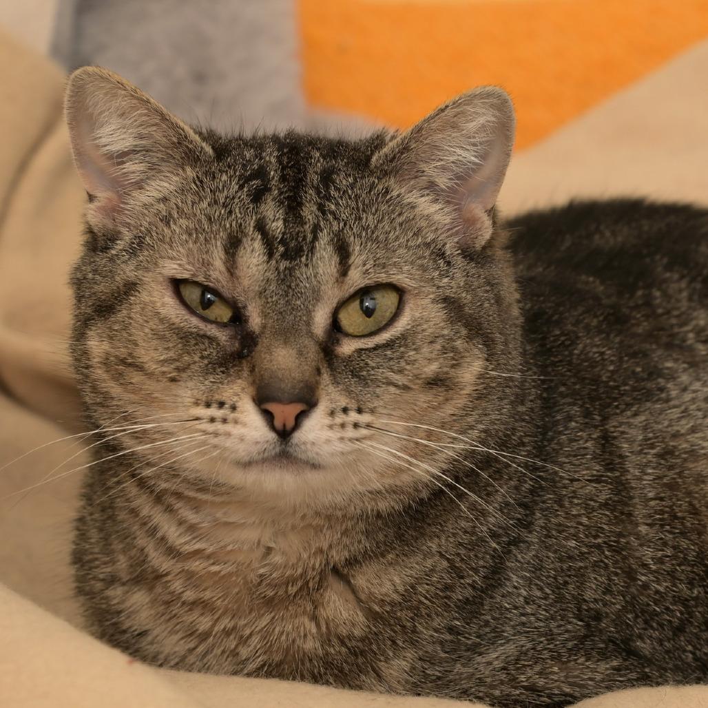 Enlarge Sky, a Adoptable Domestic Short Hair in Chilliwack, BC image 1/3