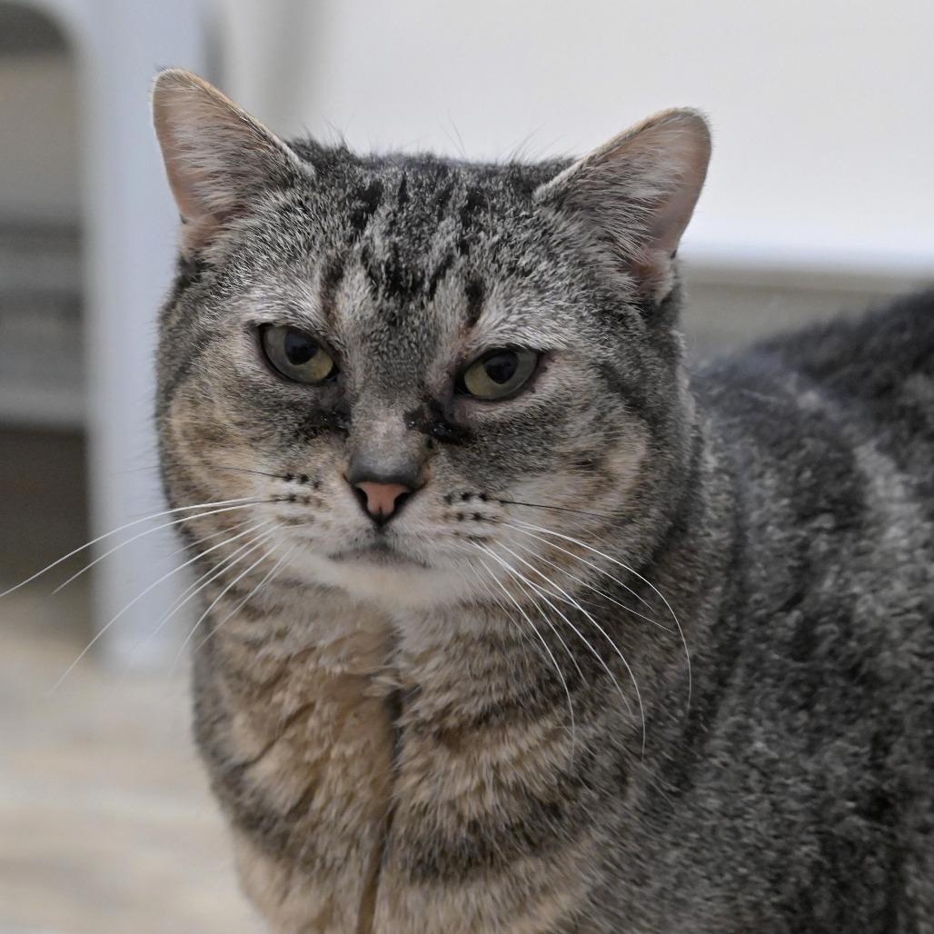 Enlarge Sky, a Adoptable Domestic Short Hair in Chilliwack, BC image 2/3