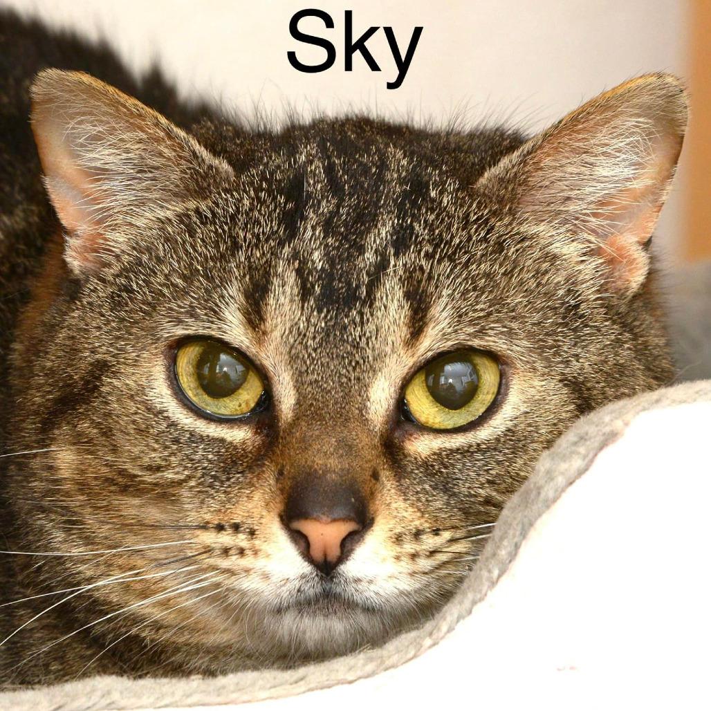 Sky — thumbnail 3
