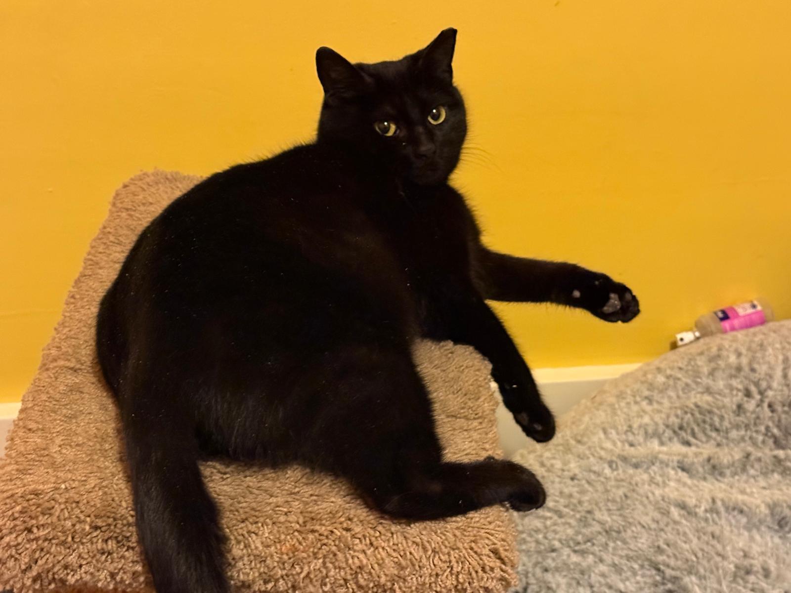 Viola, an adoptable Domestic Short Hair in Rochester, NY image 4/4