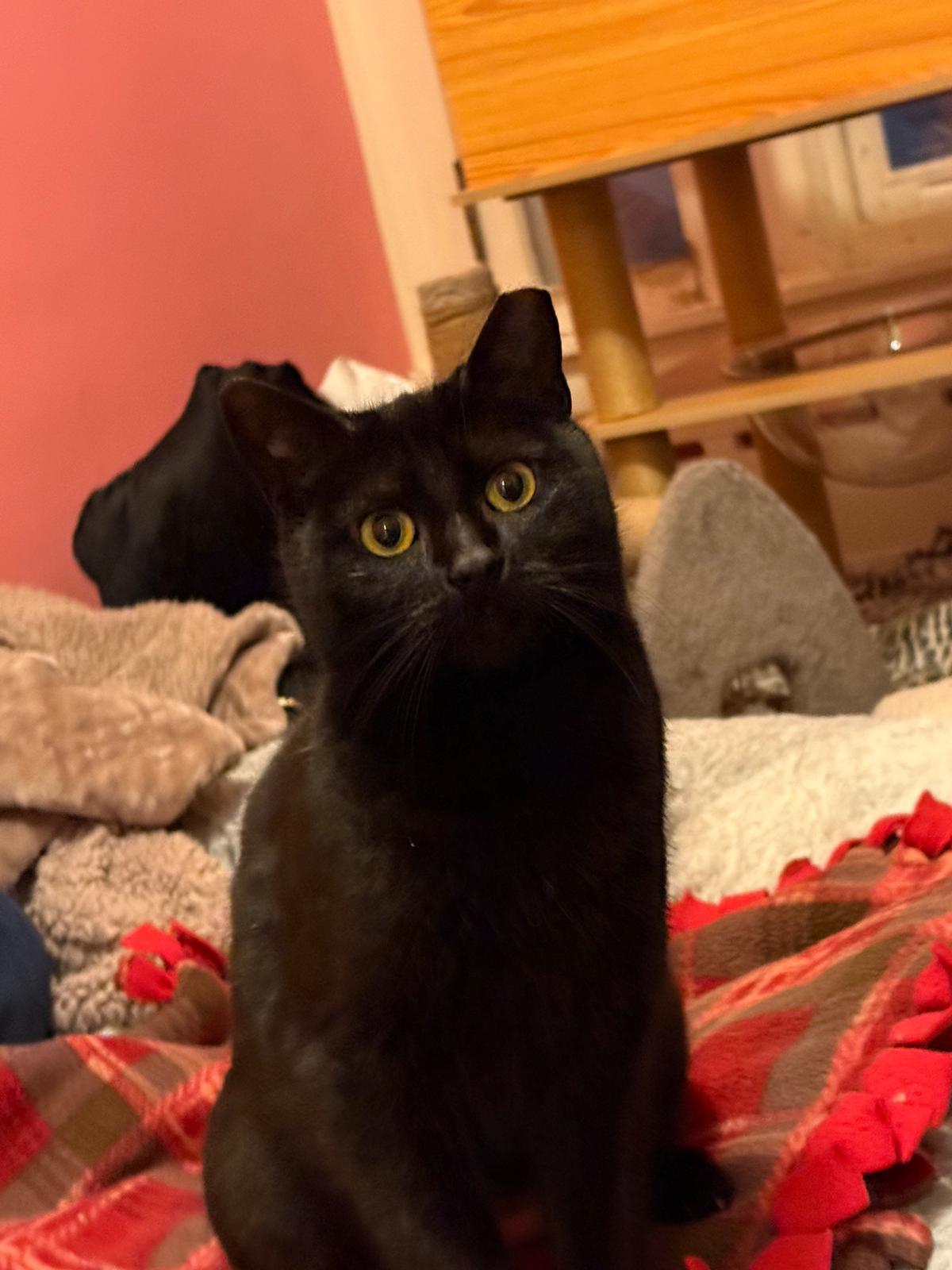 Viola, adoptable, Adult Female Domestic Short Hair.