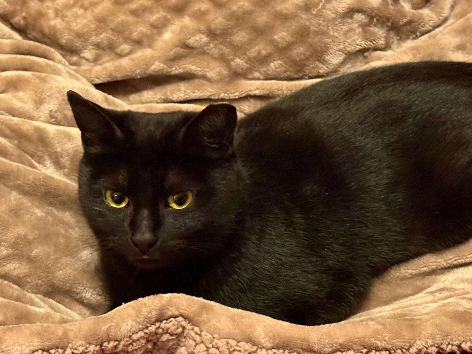 Viola, an adoptable Domestic Short Hair in Rochester, NY image 2/4