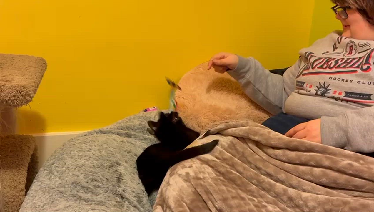 Enlarge Viola, an adoptable Domestic Short Hair in Rochester, NY video 3/4