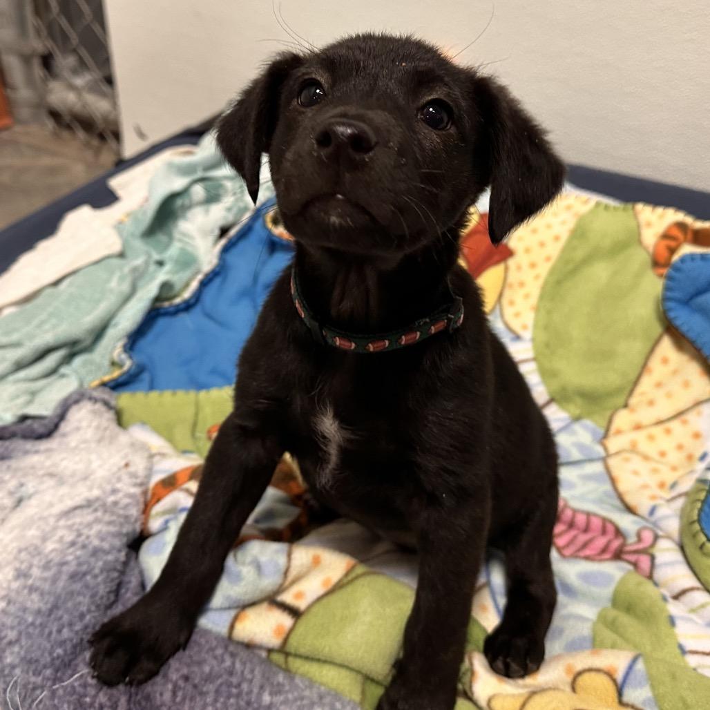 Hammerhead, Adoptable, Puppy Female Mixed Breed.