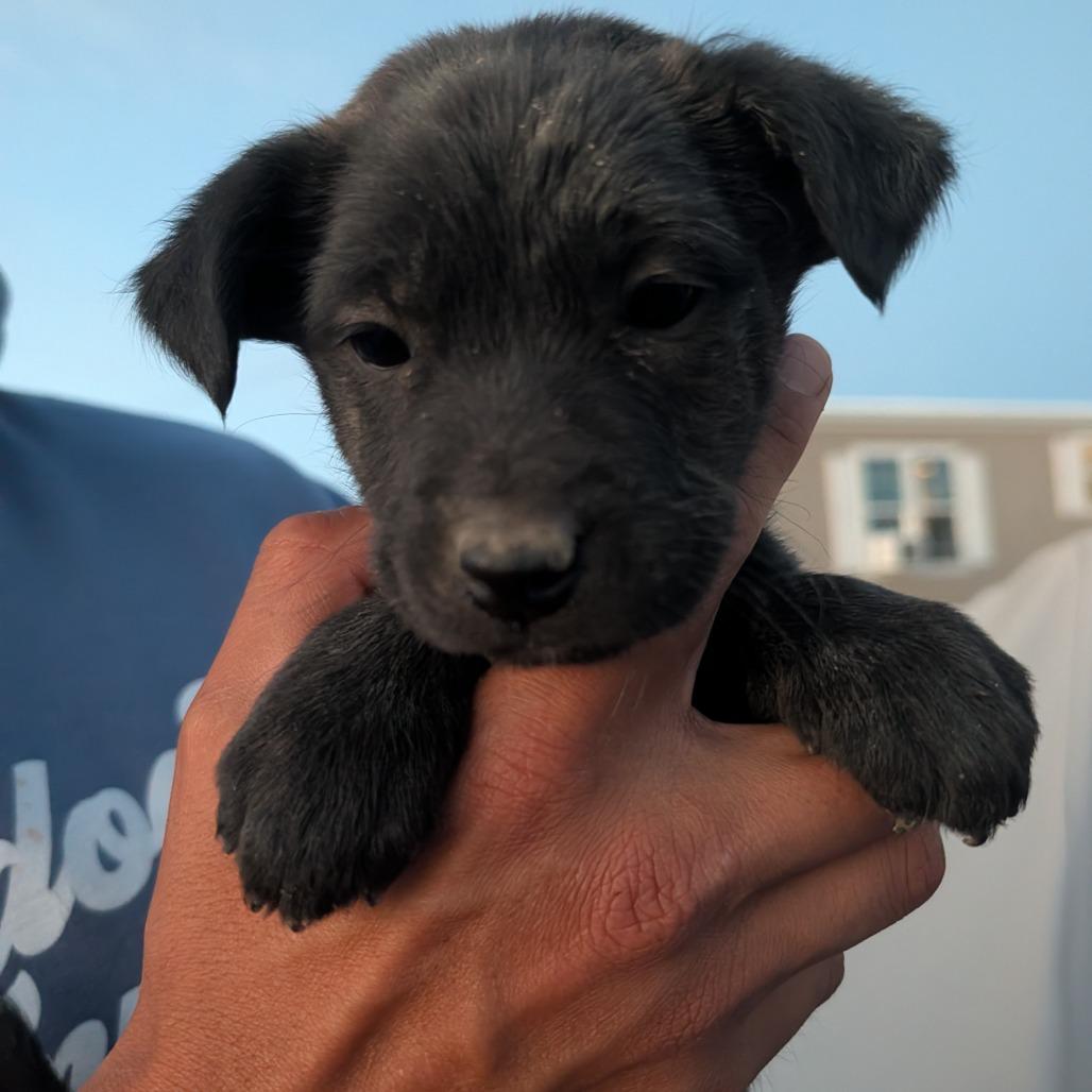 Hammerhead, Adoptable, Puppy Female Mixed Breed.