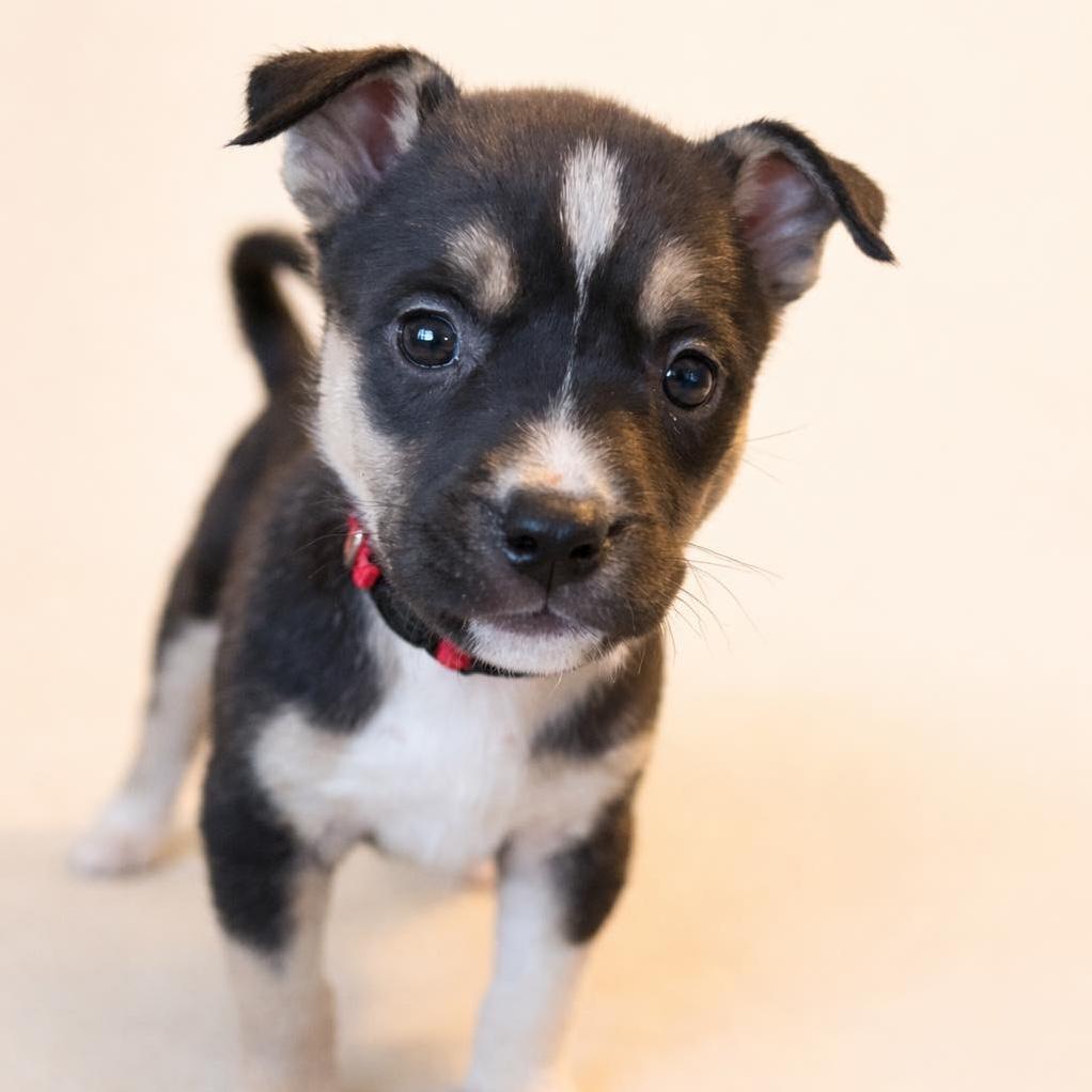 Enlarge Zadie, a Adoptable mixed breed in Austin, TX image 1/1