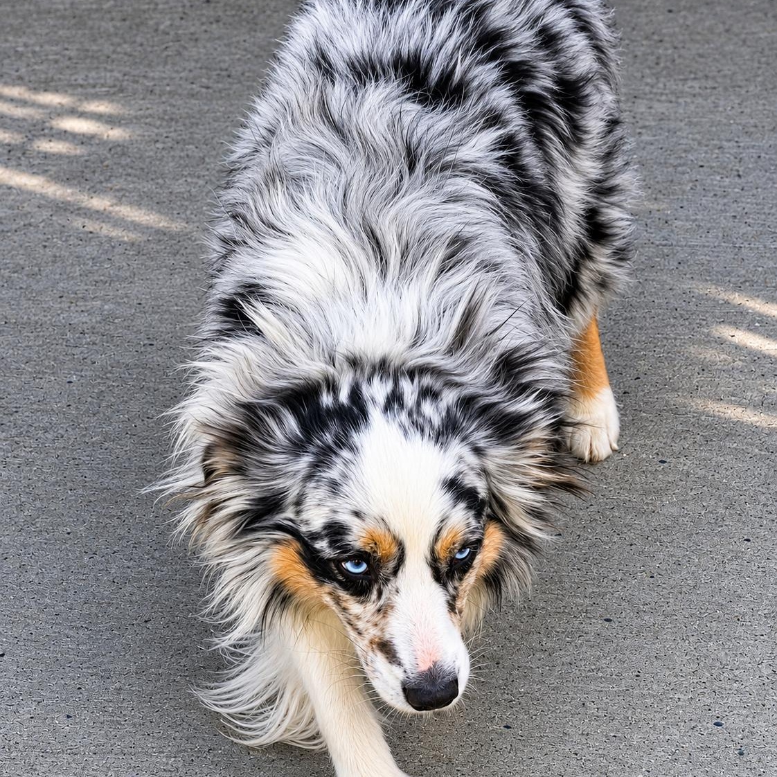 Enlarge DUKE, an adopted Australian Shepherd in Schnecksville, PA image 2/3