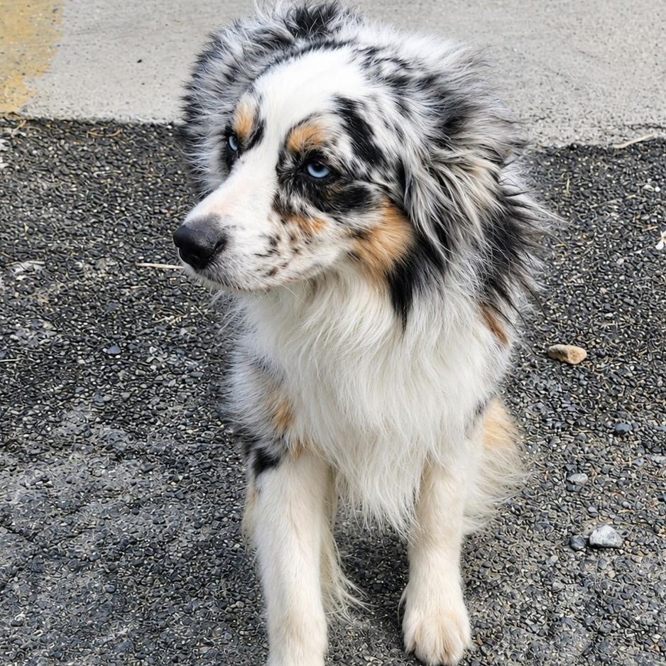 DUKE, adopted, Adult Male Australian Shepherd.