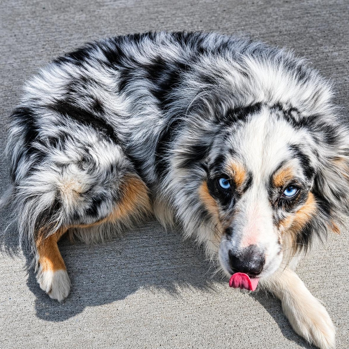 Enlarge DUKE, an adopted Australian Shepherd in Schnecksville, PA image 3/3