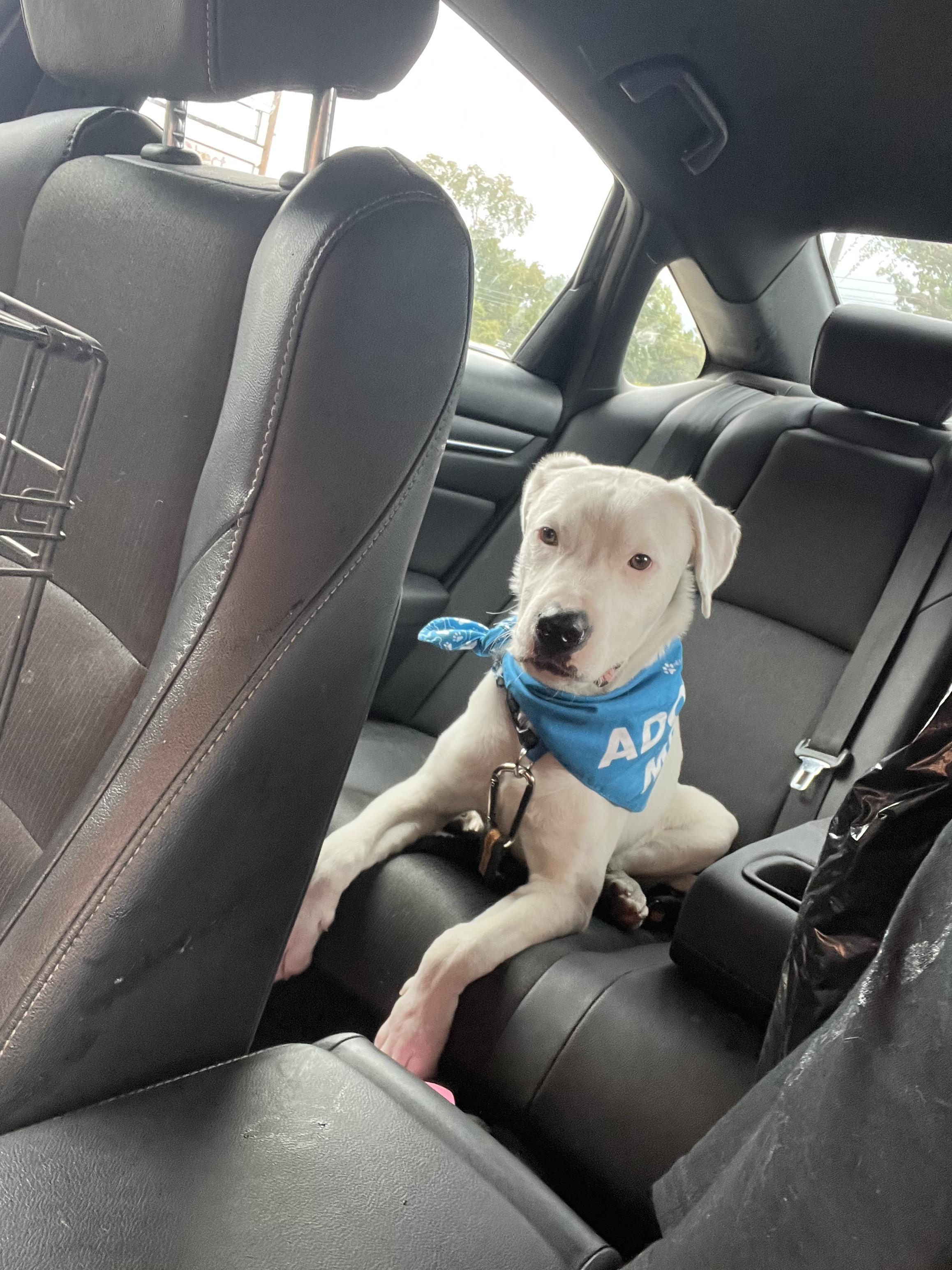 Austin, Adoptable, Young Male Dogo Argentino & Great Pyrenees.