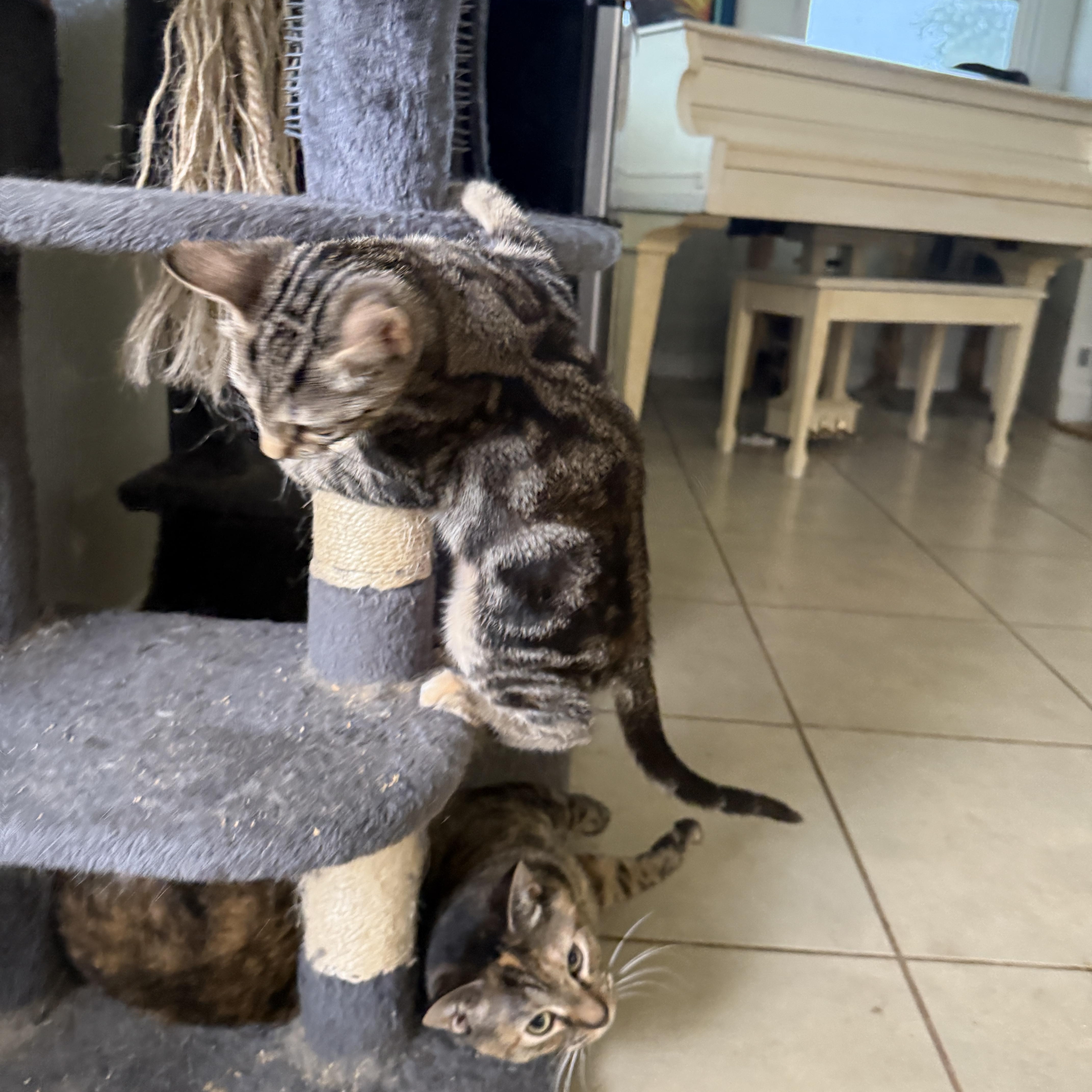 Enlarge Leo, a Adoptable Tabby in East Boston , MA image 3/5