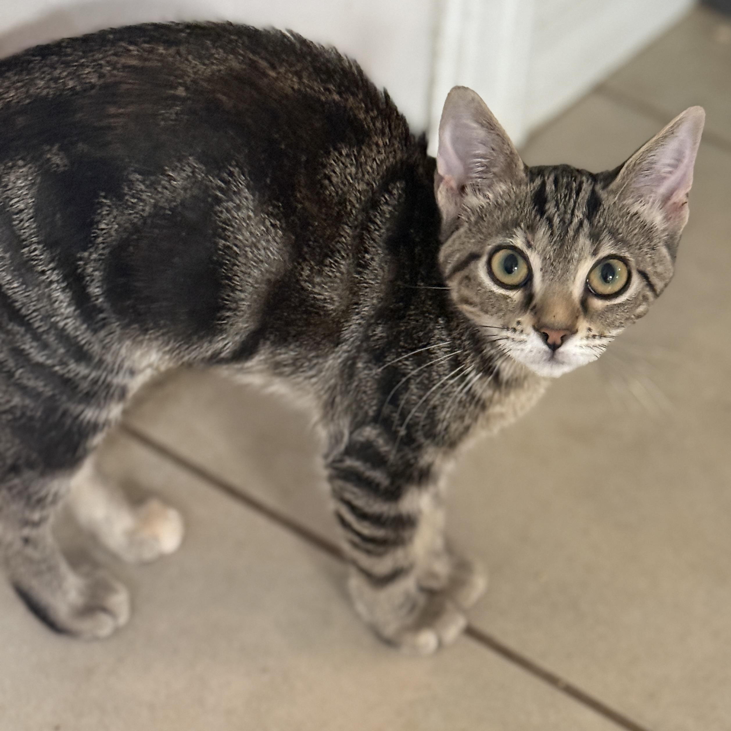 Enlarge Leo, a Adoptable Tabby in East Boston , MA image 2/5