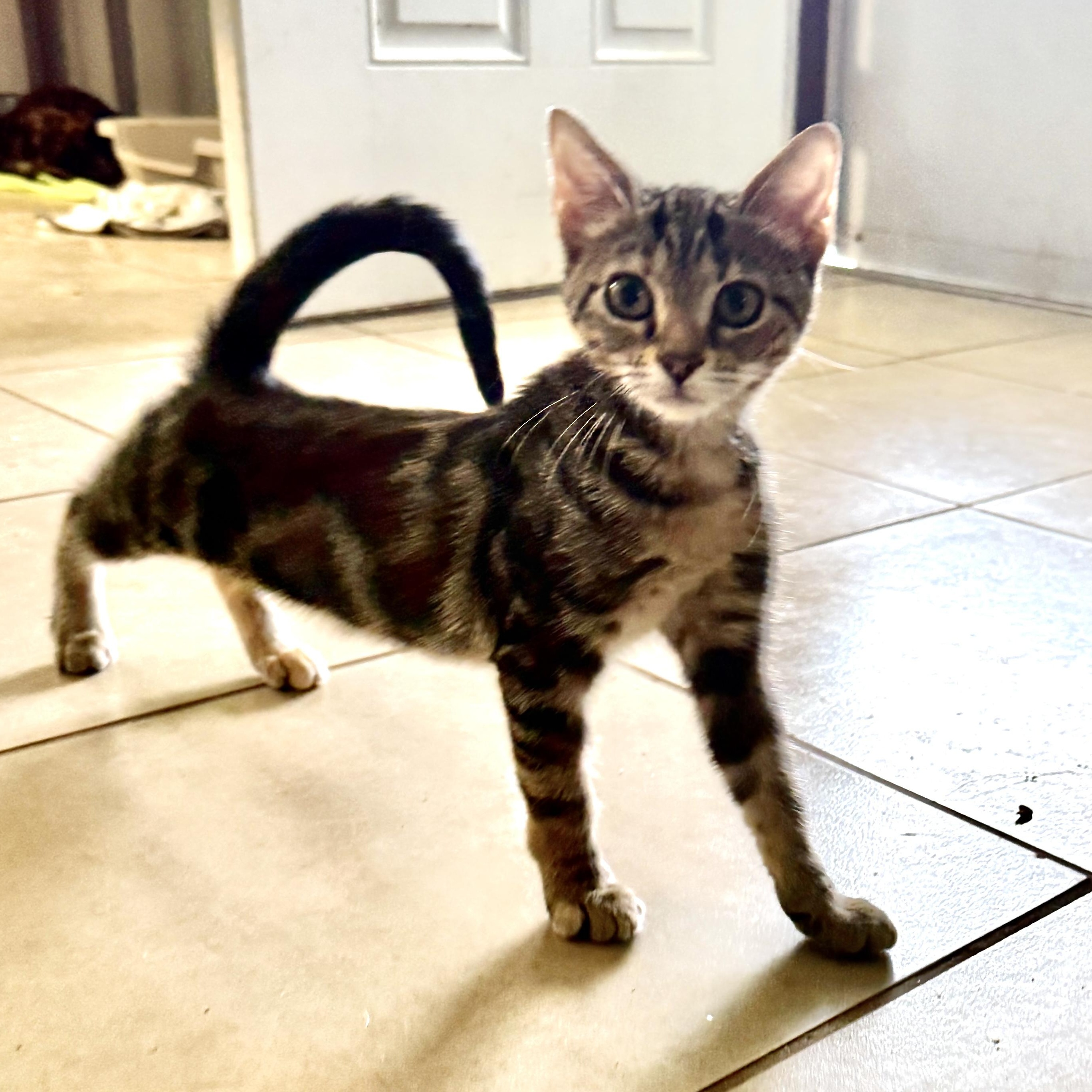 Leo, Adoptable, Kitten Male Tabby.