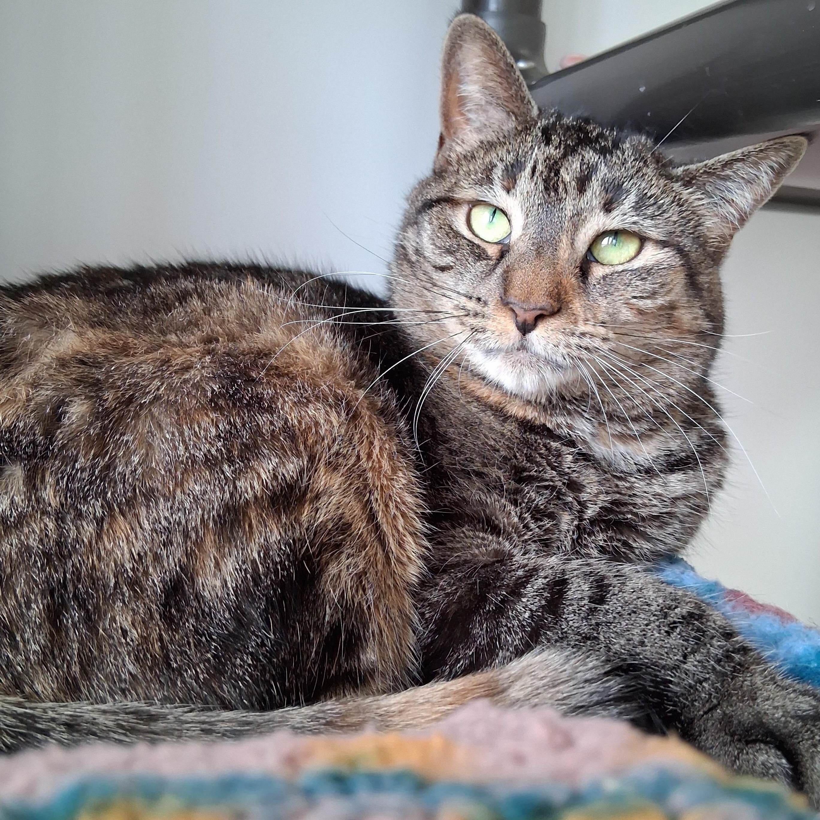 Furby, Adoptable, Adult Female Torbie.