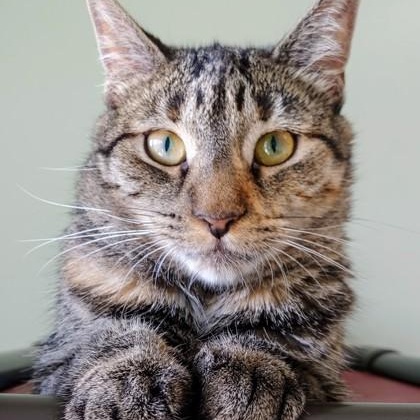 Furby, Adoptable, Adult Female Torbie.