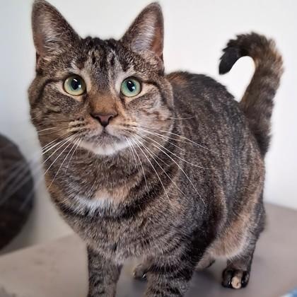 Enlarge Furby, a Adoptable Torbie in Belmont, NY image 2/5