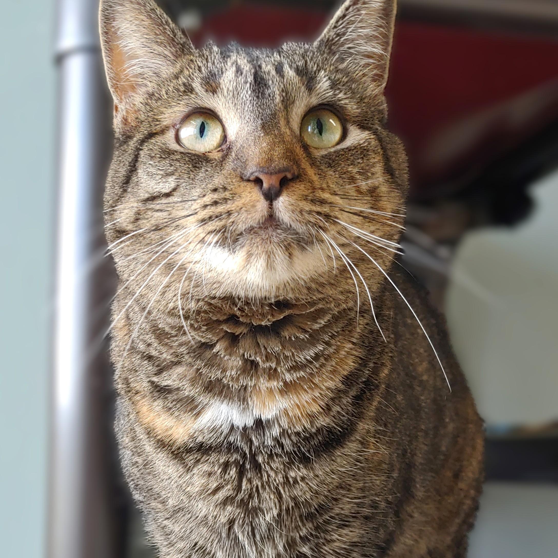 Furby, an adoptable Torbie in Belmont, NY, 14813 | Photo Image 1