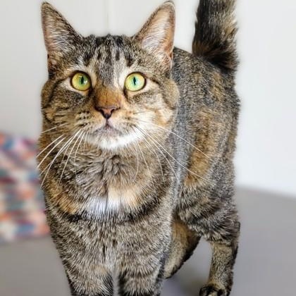 Furby, an adoptable Torbie in Belmont, NY, 14813 | Photo Image 2